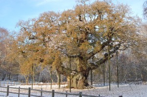 Major Oak