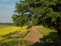 View From Bedroom 3